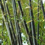 Como travar uma planta invasora?