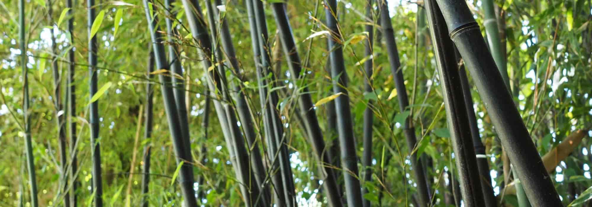Como travar uma planta invasora?