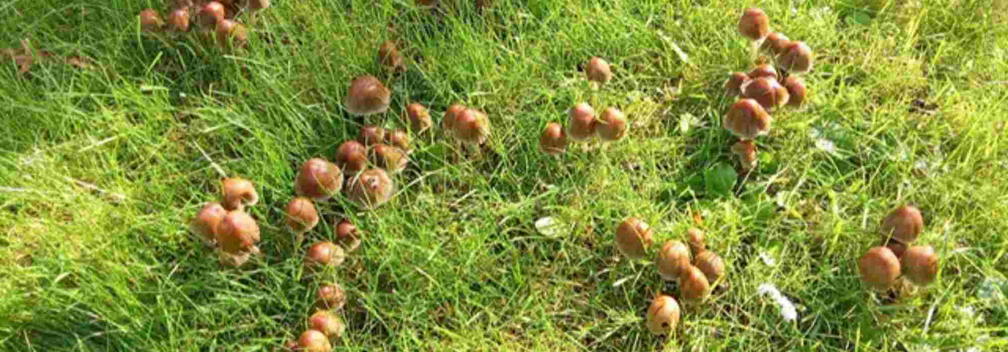 Cogumelos na relva: o que fazer?