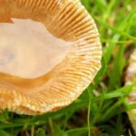Que cogumelos do jardim se podem apanhar e consumir?