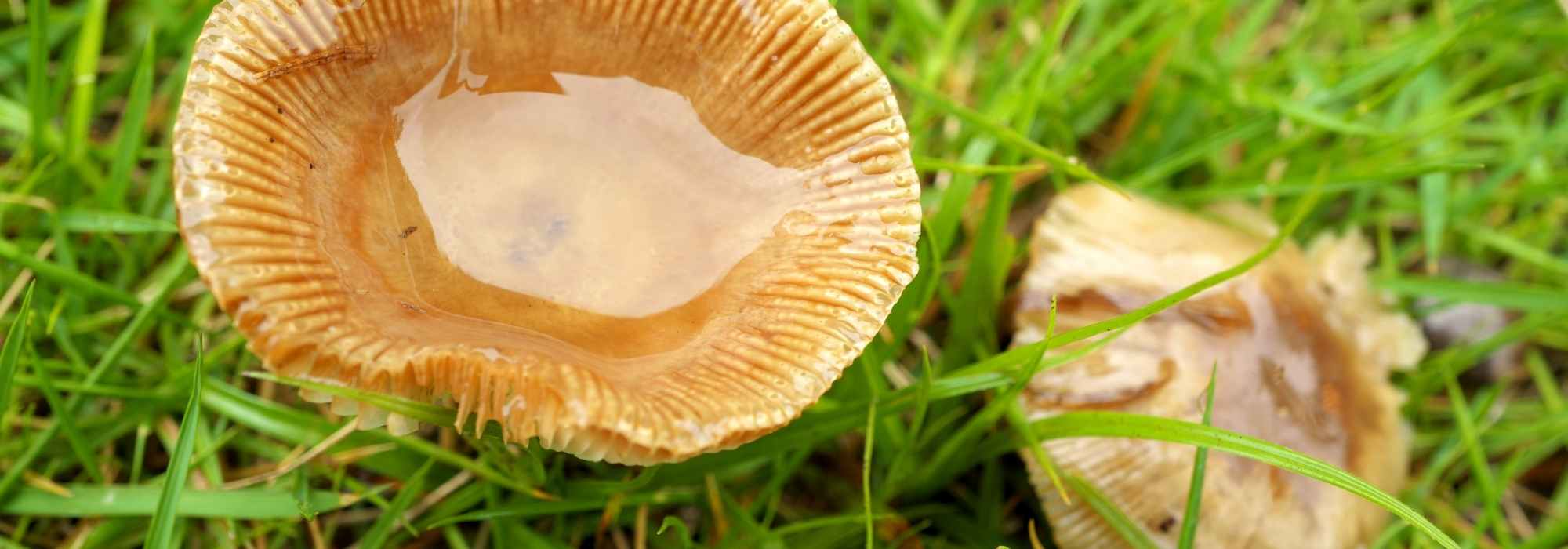 Que cogumelos do jardim se podem apanhar e consumir?