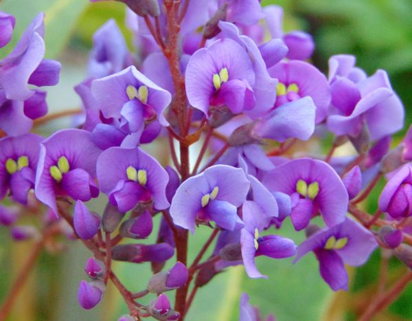 Como multiplicar a Hardenbergia?