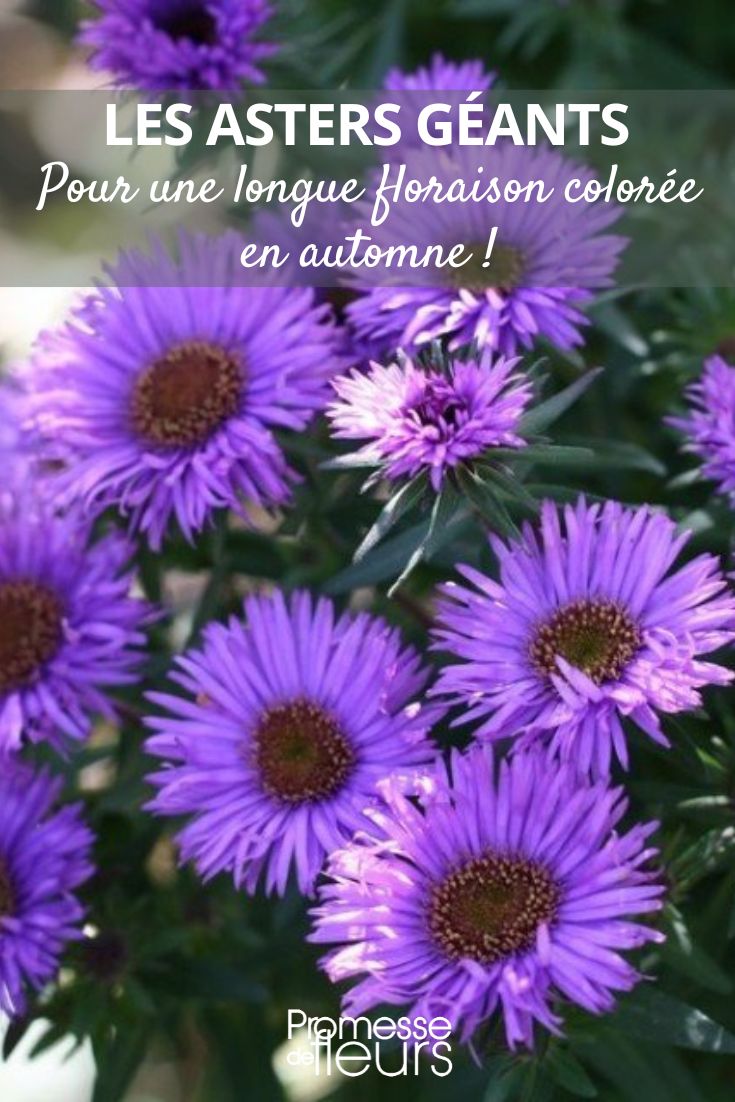 áster ‘Purple Dome’