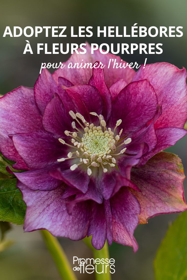 Floração de Helleborus Double Ellen. O heléboro cresce no jardim