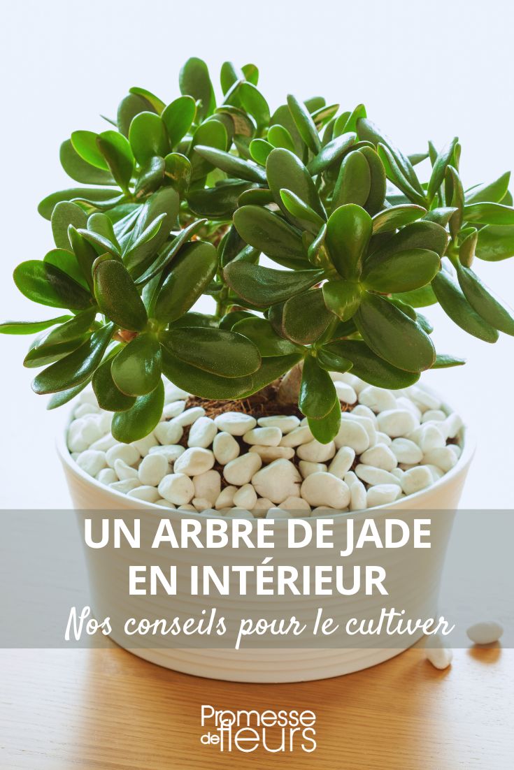 planta-jade
