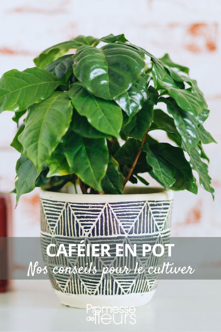 cafeeiro