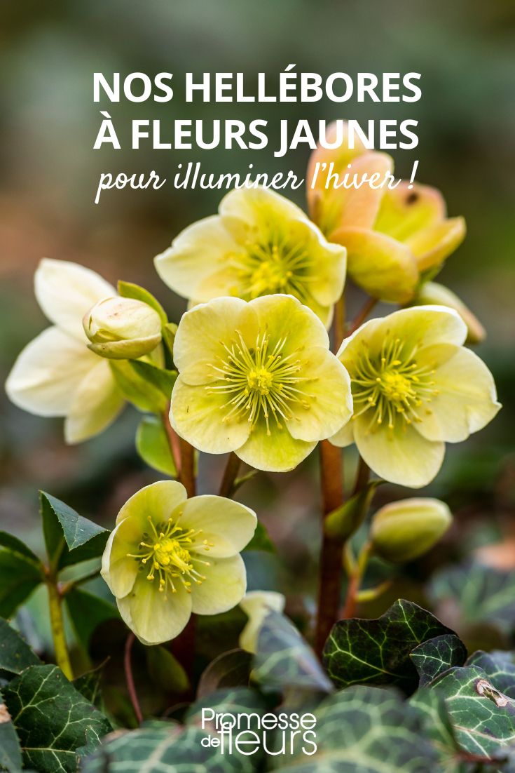heléboro de flores amarelas