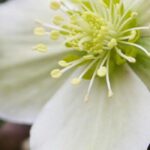 Os heléboros de flores brancas: perfeitos para o inverno!