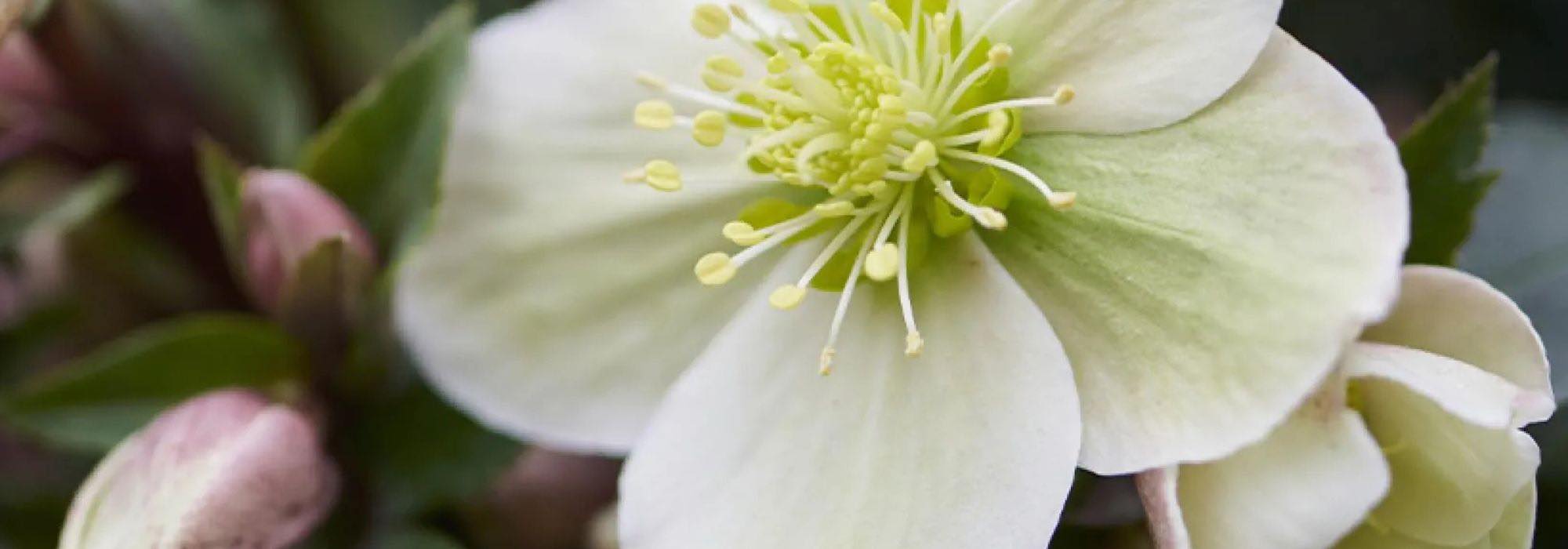 Os heléboros de flores brancas: perfeitos para o inverno!