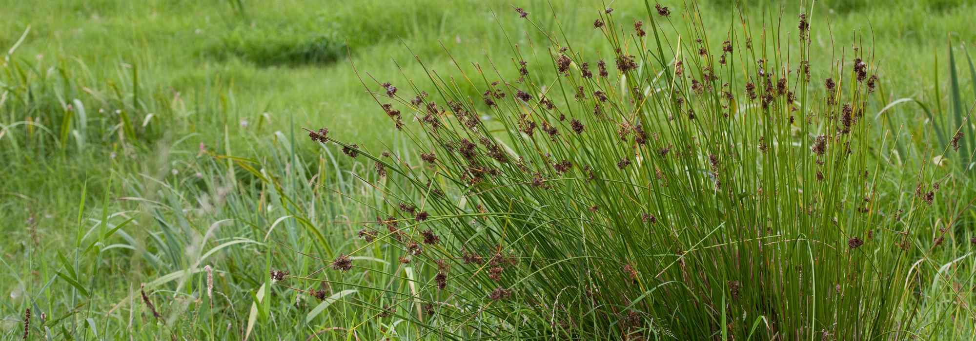 Juncus - Junco: plantação e manutenção