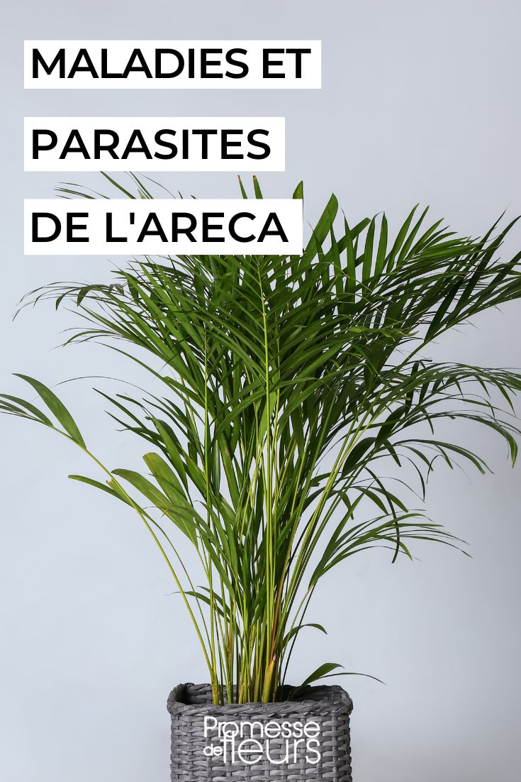 Cuidar da areca, a palmeira de interior