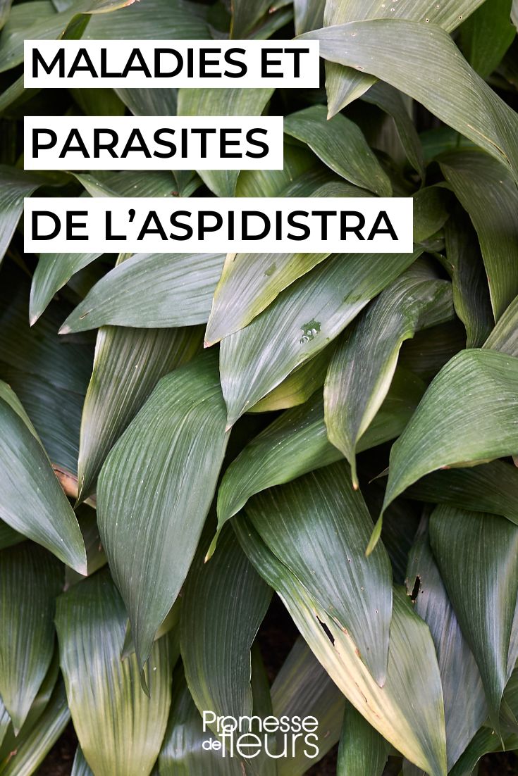 Como cuidar da língua-da-sogra