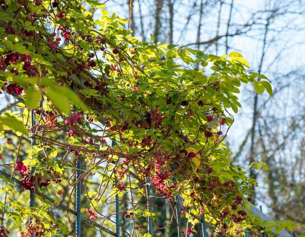 Como conduzir a trepadeira-chocolate em espaldeira no jardim?