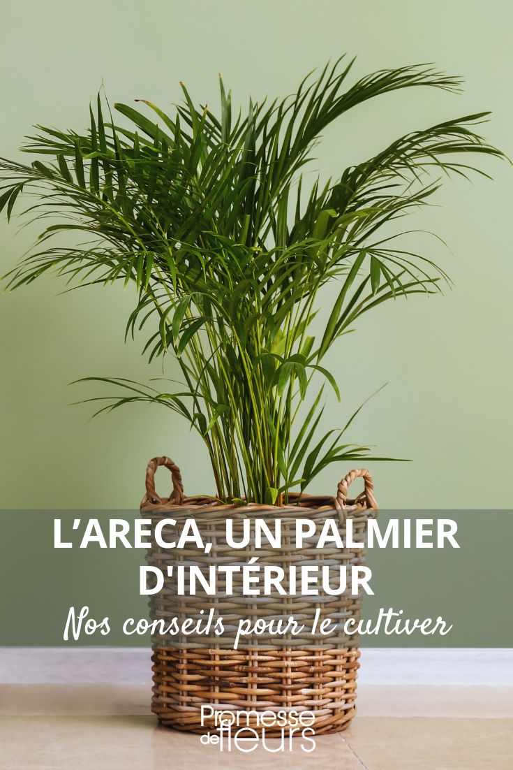 cultivar a areca, a palmeira de interior