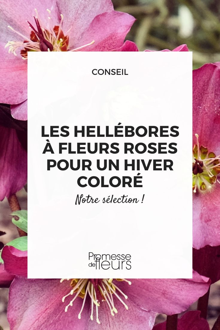 heléboro