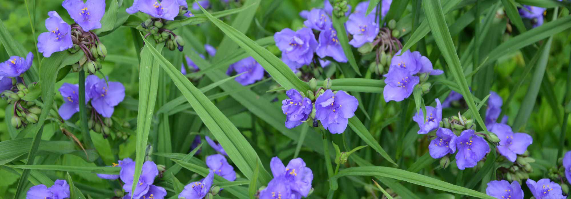 5 tradescâncias ou ervas-da-fortuna com flores azuis ou malvas