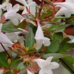 7 abélias de flores brancas para um jardim luminoso