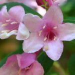 As 7 melhores abélias de flores cor-de-rosa para alegrar o seu jardim