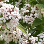 7 abélias com flores perfumadas para um jardim encantador