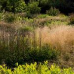 Como criar um jardim naturalista?