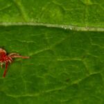 Os ácaros trombiculídeos no jardim: como identificá-los e proteger-se deles?