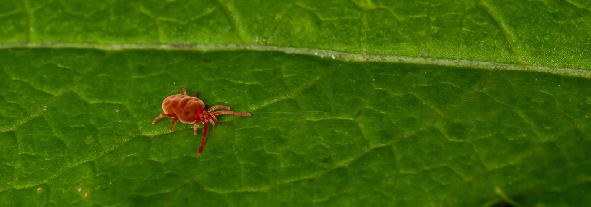 Os ácaros trombiculídeos no jardim: como identificá-los e proteger-se deles?