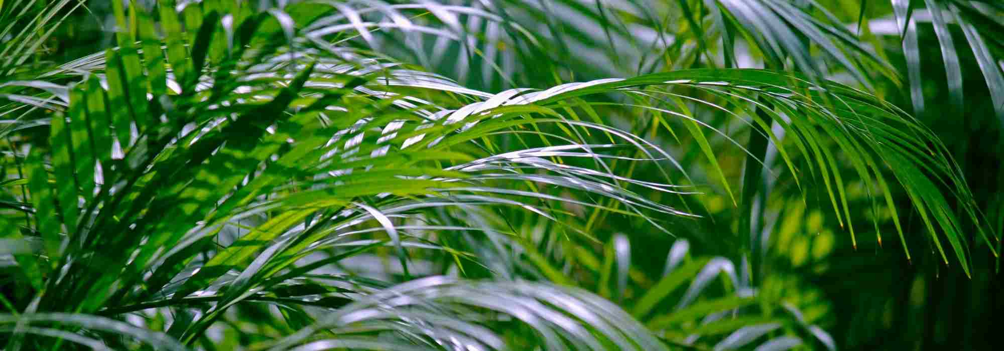 Palmeira de interior: como cultivar a Areca?
