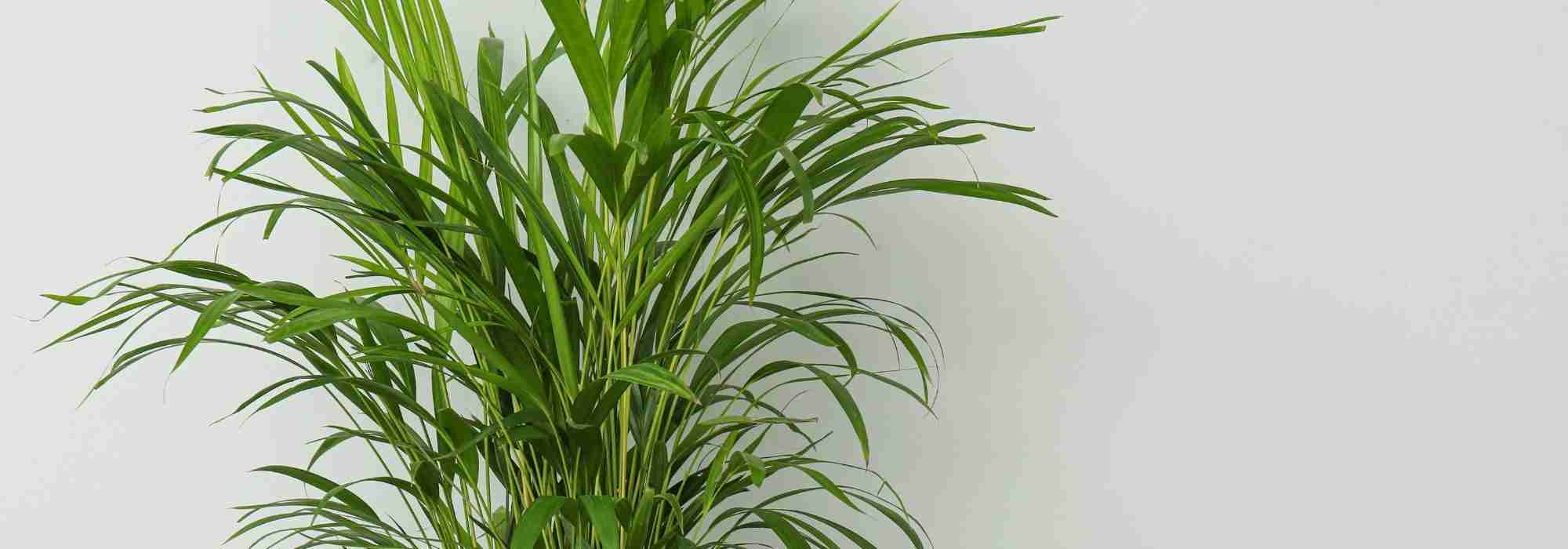 Doenças e pragas da Areca