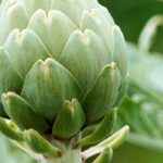 Doenças e pragas da alcachofra: identificação e tratamentos