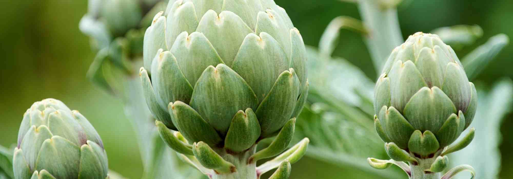 Doenças e pragas da alcachofra: identificação e tratamentos