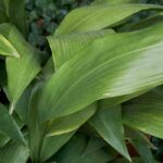 Doenças e pragas da aspidistra: identificação e tratamento