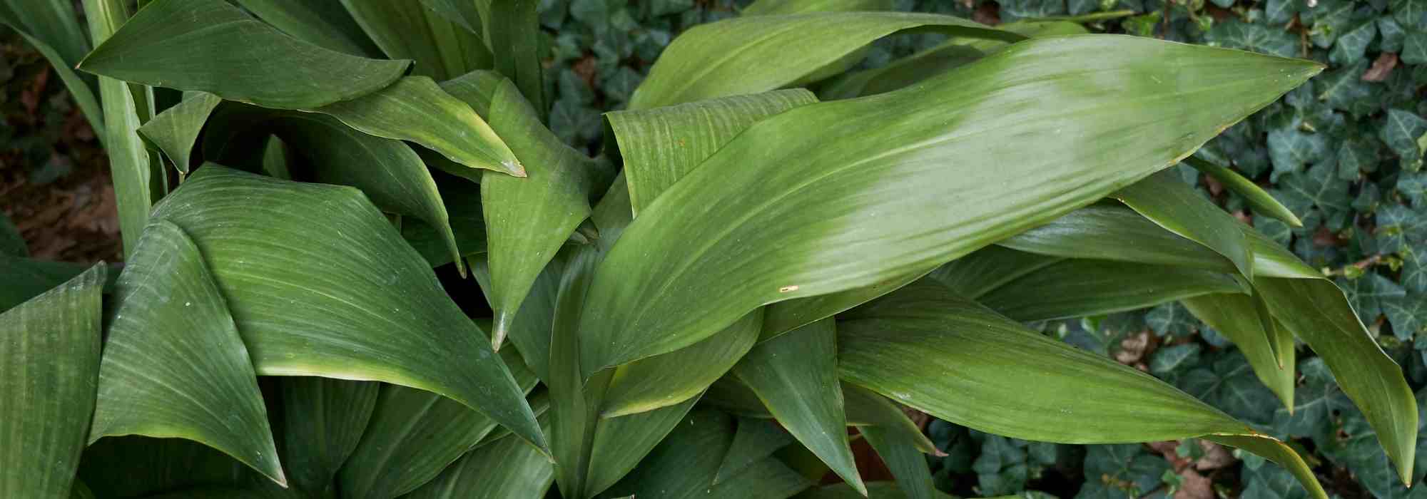 Doenças e pragas da aspidistra: identificação e tratamento