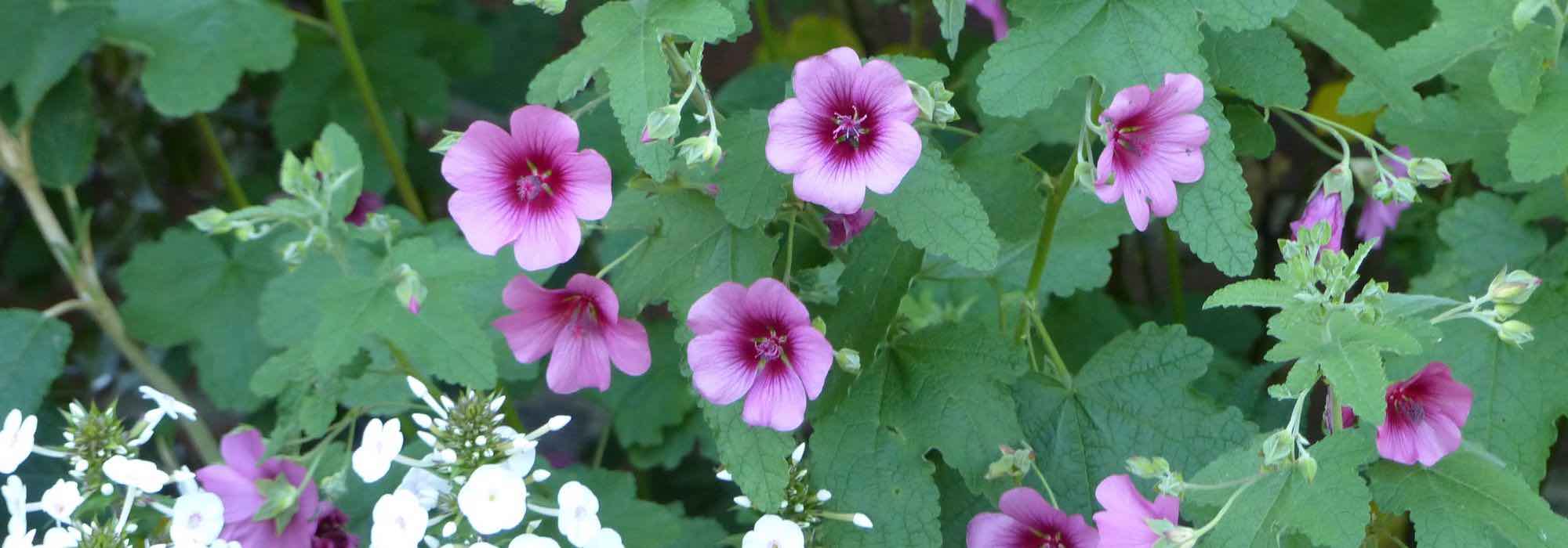 Anisodontea ou malva-do-cabo: ideias de combinações para diferentes estilos de jardim