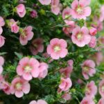Como fazer estacas de Anisodontea ou malva-do-cabo?