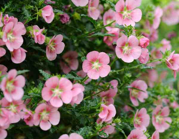 Como fazer estacas de Anisodontea ou malva-do-cabo?
