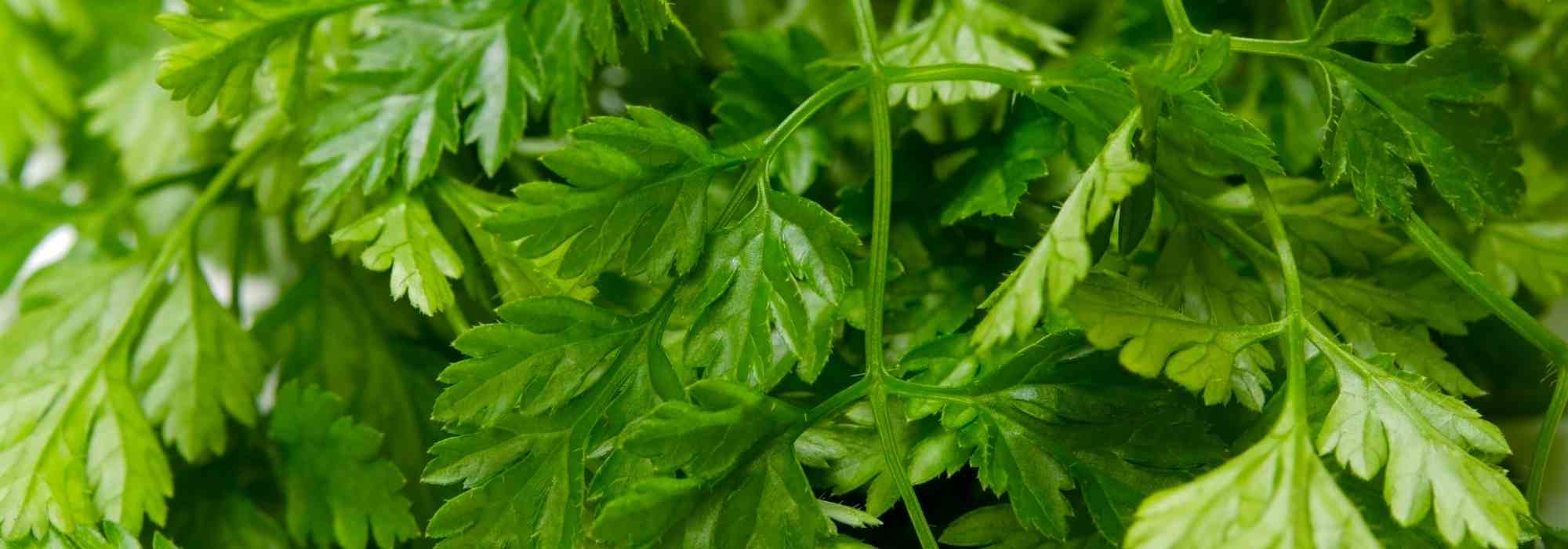 Doenças e pragas do cerefólio: identificação e tratamento