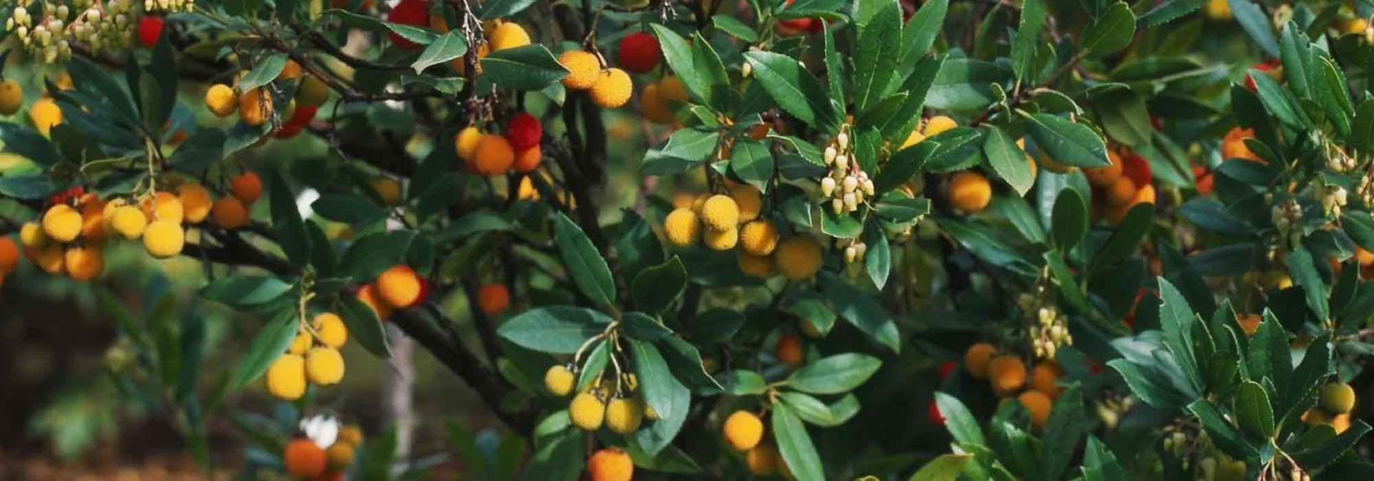 Cultivar um medronheiro em vaso