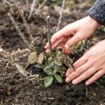 Como plantar uma roseira trepadeira?
