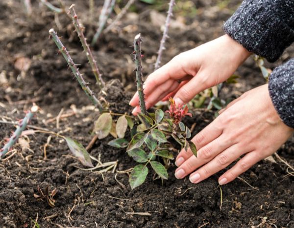 Como plantar uma roseira trepadeira?