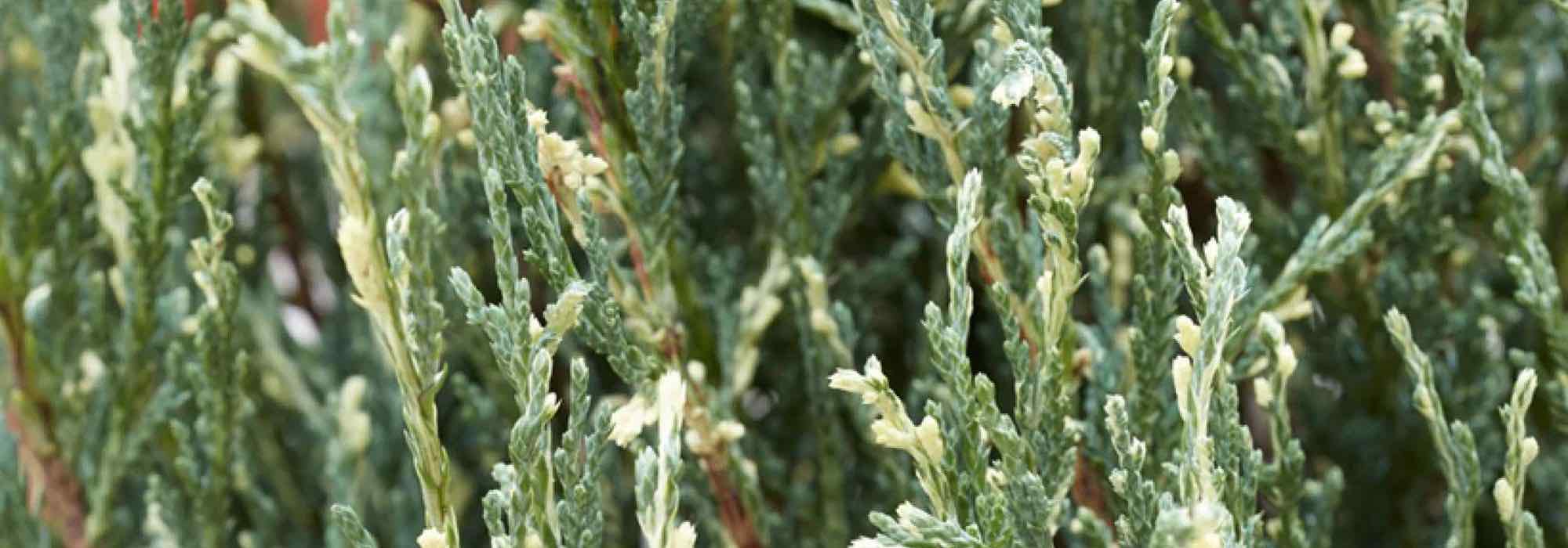 Ilumine o seu jardim com coníferas de folhagem variegada