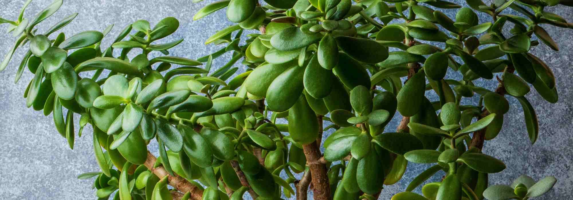 Cultivar uma planta-jade no interior
