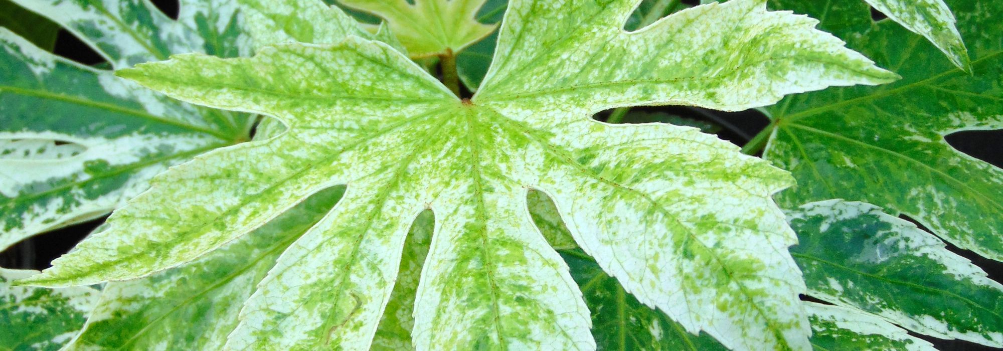 arália-do-japão: os nossos conselhos para cultivar e cuidar desta planta no interior