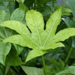 Doenças e pragas da Fatsia ou da arália-do-japão