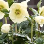 Cultive heléboros de flores amarelas para iluminar o inverno!