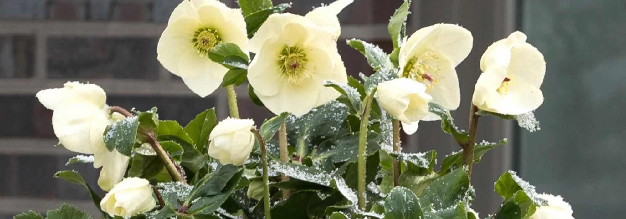 Cultive heléboros de flores amarelas para iluminar o inverno!