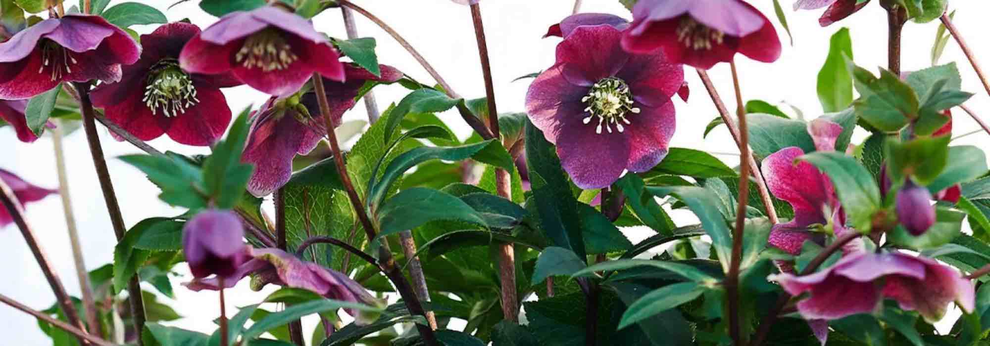 Adote os heléboros de flores púrpuras para animar o inverno!