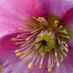 Para um inverno colorido, opte pelos heléboros de flores cor-de-rosa!