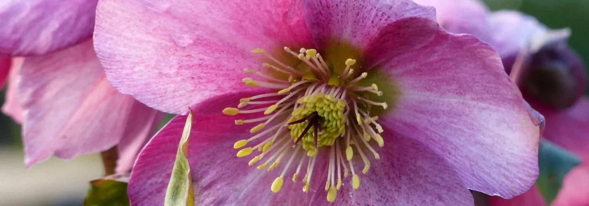 Para um inverno colorido, opte pelos heléboros de flores cor-de-rosa!