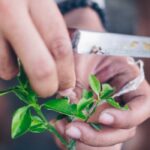 Que porta-enxerto escolher para obter citrinos saudáveis e produtivos?