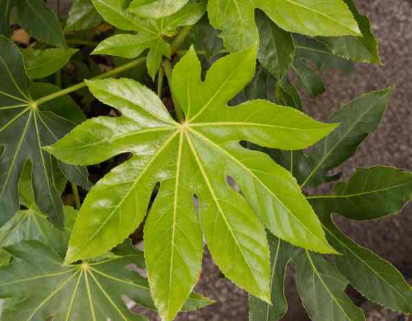 Como multiplicar a Fatsia ou a arália-do-japão?